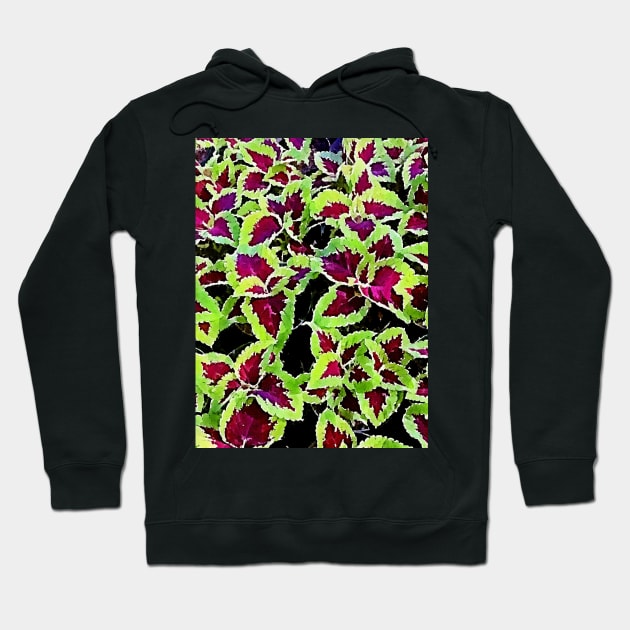 coleus leaves pattern Hoodie by Banyu_Urip